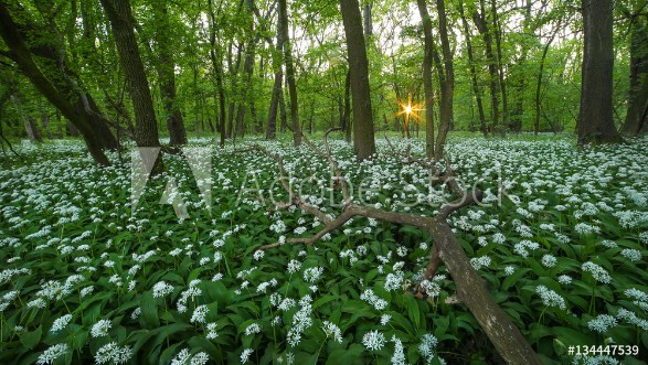 Picture of Panorama of wild garlic carpet